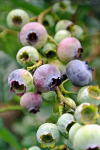 Days later, they turn reddish-purple.