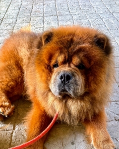 Here's my handsome Chow Chow Emperor Han on the cool stone floor of my stable. He adores Carlos and loves to accompany him wherever he goes.