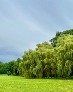 Not far is my grove of weeping willows. Anyone who drives by this hayfield at my farm can see these tall weeping willows along one edge. Weeping willows are upright, fast-growing, deciduous trees that can grow up to 80-feet tall. Because of their massive root systems, they need a fair amount of room to grow. They also prefer wet feet and are often planted on the banks of streams and rivers to prevent erosion.