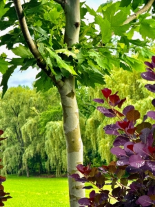 Here, Carlos notices the interesting bark of the London Plane tree. As these trees mature, they show mottled, exfoliating bark that reveals a camouflage-like pattern of pale yellow, grey, white, and brown patches.