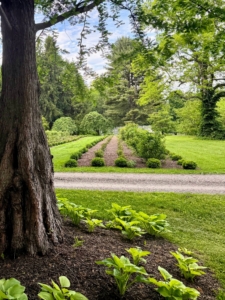 Across the carriage road from the hostas is my newest formal rose garden. Earlier this year, I transformed what was previously my lilac allée. I planted more than 140 new roses to add to the existing rose bushes and surrounded them all with a border of boxwood.