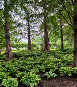These hostas are planted under the shade of these great dawn redwoods, Metasequoia. I planted these trees when they were just a few feet tall.