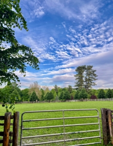 This is one of my horse pastures. In the distance are the tall eastern white pines that were here when I moved to the farm. The trees in front of them are lindens. The allée stretches from my long pergola down to the chicken coops.