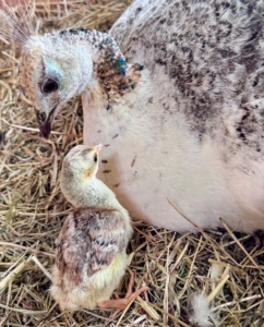 Right now, the most visited baby on the farm is this peachick, hatched right under its mother last week.