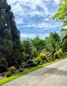 This is my pinetum just off the carriage road behind my Equipment Barn. I started it about 20 years ago. As an arboretum of pine trees and other conifers, this area provides shelter and nesting sites for small birds, and continuous, year-round interest and greenery in the landscape.