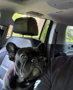 Here's one of my three French Bulldogs, Luna Muna. She loves going for rides in the Polaris off-road vehicle with her "Uncle Carlito."