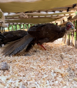 The silver pheasant hen is mostly brown with subtle black and white streaking. I was excited to introduce the three to my male silver pheasant.