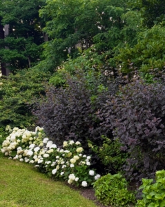 Carlos also enjoys taking photos of the flowers. This year, the hydrangeas are so prolific. I have hydrangeas blooming all over the farm.