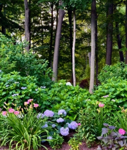 This photo showing blue hydrangeas and some pink phlox was taken earlier this month. The foliage is so lush and green.