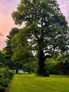 One can see my tennis court in the distance with the pinkish skies overhead. A pink sky at sunset occurs when sunlight is scattered by the atmosphere, showing stable, fair and calm weather.