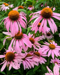 Echinacea purpurea, or purple coneflower, is a hardy perennial. Echinacea purpurea has a large center cone, surrounded by colored petals that brighten the garden in mid-summer. Echinacea is a genus, or group of herbaceous flowering plants in the daisy family.