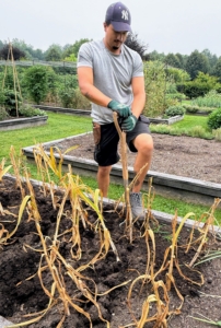 Yesterday was a good, dry day to harvest garlic. Matthew uses a pitch fork to gently loosen the soil in between the garlic stems.