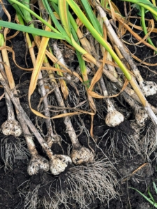 As Matthew continues to loosen the soil, Ryan picks the garlic – it’s a very systematic process. It doesn't take long before many heads are removed from the soil.