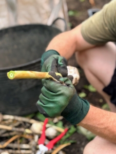 The top of each stalk is also trimmed and the first layer of skin removed. Trimming the stalks makes it easier to store and keeps them neat and uniform.