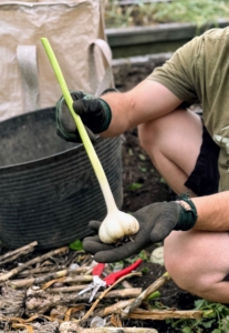 Here is a very clean garlic head ready cure.