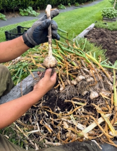 The whole garlic is called a ‘head’, a ‘bulb’, or a ‘knob.‘ Each small, individual segment of a garlic head is a clove. Garlic is both delicious and nutritious. It is known to lower cholesterol, decrease the risk of coronary artery disease, and is an excellent source of minerals and vitamins, such as vitamins B6 and C.