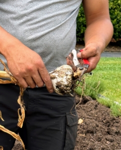 The next step is to prepare the garlic for curing. Matthew cuts off the bottom roots.