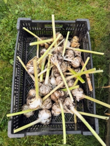 After cleaning and trimming, the garlic is put into crates.