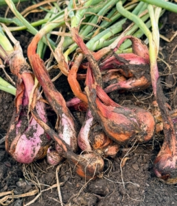 Here are some harvested shallots. A shallot is a small, onion-like bulb from the allium family, known for its mild, sweet, and slightly pungent flavor.