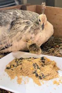 This peachick is learning everything from its mother hen - how to move in and out of the nesting box, what to eat and how to be confident, independent. The combination of these lessons, including predator avoidance and social learning, is crucial for development.