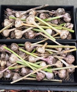 This is not ready to eat just yet. It must still dry. Curing is a process of letting the garlic dry in preparation for long-term storage. There’s no need to wash garlic – the point is to completely dry them out. Well-cured, well-wrapped garlic bulbs will keep six to eight months or longer.