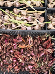 By day's end, crates are filled with garlic and shallots.