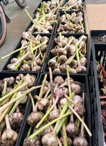 The best storage temperature for garlic is between 60 and 70 degrees Fahrenheit, with low humidity at about 60-percent – and never store garlic in the refrigerator. I will soon have lots of delicious garlic to use and share.