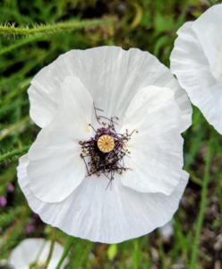 Looking carefully, one can still spot a poppy or two. Poppies require very little care, whether they are sown from seed or planted when young – they just need full sun and well-drained soil.