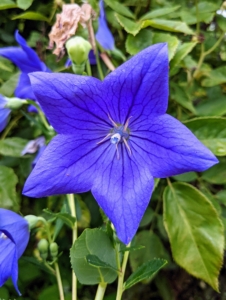 This is a balloon flower, Platycodon grandiflorus – a species of herbaceous flowering perennial plant of the family Campanulaceae, and the only member of the genus Platycodon. It is native to East Asia and is also known as the Chinese bellflower or platycodon. The opened flowers resemble those of bellflowers, and while most are deep blue or purple, white and pink varieties are also available.
