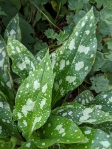 This interesting foliage is Pulmoniaria. Pulmonaria are members of the Boraginaceae family and first cousin to other well-known garden favorites such as myosotis, brunnera, symphytum, and mertensia, the Virginia Bluebell. The name Pulmonaria come from the greenery, which is often green with white spots, resembling a diseased lung. In fact, its common name is lungwort. The silver spots on Pulmonaria leaves are actually the result of foliar air pockets used for cooling the lower surface of the leaves.
