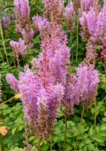 Just outside the flower garden, I have dark pink Astilbe – it adds whimsical texture to every space with its fluffy, pink spikes of flowers. Astilbes are wonderful shade perennials, known for their dark green foliage and plume-like blossoms. Flowers bloom mid-summer and make charming fresh or dried cut flowers.