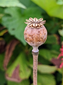 This is a seed pod of the poppy. It is what’s left on the stem once the flower blooms and the petals fall off. As the seed heads turn brown with ripeness, it’s time to cut them and harvest the seeds. One can tell when pods are ripe by shaking the stem. If the pod rattles, it’s ready.