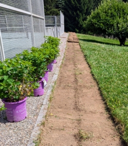 Two years ago, I decided to plant more hydrangeas around the other three sides of the court. Two foot wide strips of sod were removed for planting. These plants are Little Hottie® Panicle Hydrangeas from First Editions. They’re compact, mid-sized white hydrangeas – perfect for this side of the court.
