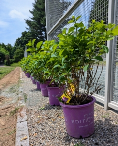 Along both width sides, I added a selection of First Editions Diamond Rouge hydrangeas, Hydrangea paniculata ‘Rendia’ and Berry White hydrangeas, Hydrangea paniculata 'Renba.' Plants were positioned about two-and-a-half feet apart, so they would grow close together.