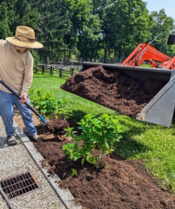 The hydrangeas were planted and mulched. I was confident they would all flourish around my tennis court where they would get at least three to four hours of direct sunlight.