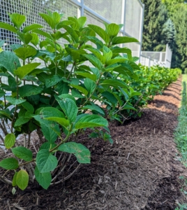 The plants were in excellent condition. And, while not every perennial takes time to get going, there is some truth to the old gardener's adage "the first year they sleep, the second year they creep, and the third year they leap."