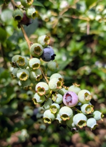 Blueberries are easy to grow when provided with acidic soil, consistent moisture, and adequate sunlight.