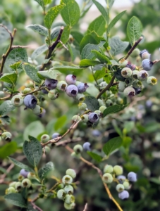 I grow many blueberry varieties, including ‘Bluegold’, ‘Chandler’, ‘Darrow’, ‘Jersey’, and ‘Patriot’.
