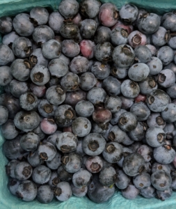 Each of these fruits is about five to 16 millimeters large with a flared crown at the end. They were once called “star fruits” by North American indigenous peoples because of the five-pointed star shaped crown.