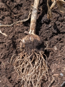 Each garlic is pulled out from the base of the leaves so that the head comes out completely.