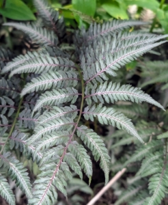 Some of the ferns in this area include the Japanese painted ferns – beautiful mounds of dramatic foliage with luminescent blue-green fronds and dark central ribs that fade to silver at the edges.