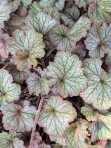 Heuchera is a genus of largely evergreen perennial plants in the family Saxifragaceae, all native to North America. Common names include alumroot and coral bells.