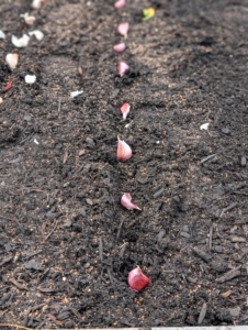 It is also important to give each clove enough room to grow and develop. These are at least two to three inches from each other.