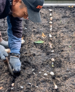 And then the garlic is pushed several inches into the ground using a bulb planting dibber.