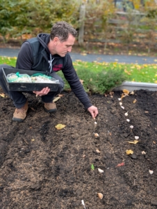 The majority of garlic in the US is planted before the ground freezes. When planting multiple rows of garlic, the rows are at least one-foot apart.