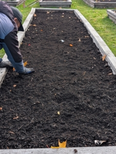 The holes and garlic bulbs are covered and the garlic is left to grow. Garlic loves a rich fertile loam soil or a silty loam soil. It also grows best in an area that drains well – the cloves can rot if they sit in water or mud.