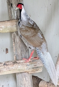 This is a photo of the same male when I first acquired him last February. His feathering looked different then. It changes until the bird is full grown at around two years.
