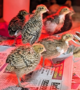 Quail are relatively small, growing up to only eight to 10 inches in length. But they grow fast and can move out of this cage after only a few weeks.