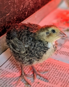 Baby Quail, Baby Pheasants, and a Peachick Baby Quail, Baby Pheasants, and a Peachick