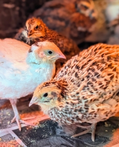 These quail chicks, and other baby fowl, do best in temperatures around 80 to 85-degrees Fahrenheit. Baby birds need constant monitoring until they are at least four or five weeks old. Here they are checked several times a day. This room is also free from drafts.